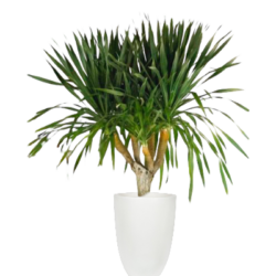 Dragon Tree (Multi-Trunk)